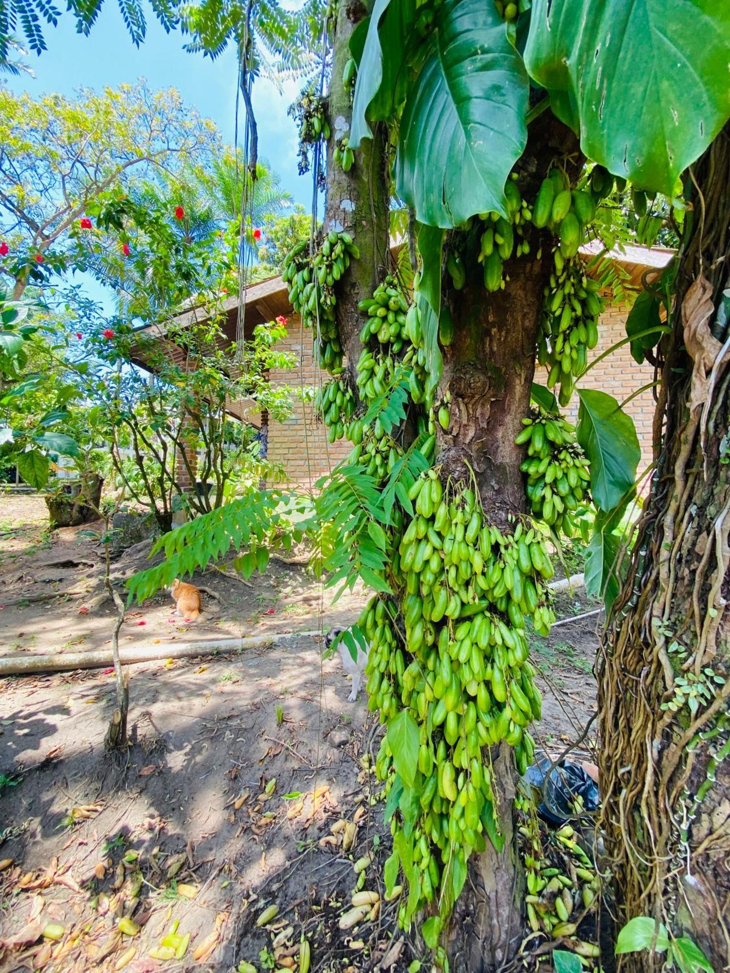 Pousada Coco Dende Velha Boipeba Exterior photo